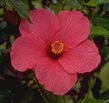 Hibiscus Residential Care Home 
